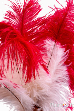 Struisvogel - 30-40 cm - creme punt donkerrood